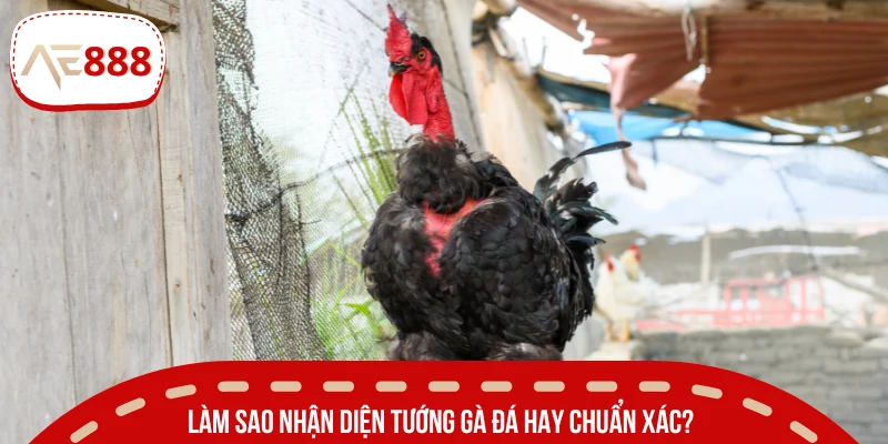 Hướng dẫn cách xem tướng gà chiến dựa trên bộ phận cơ thể
