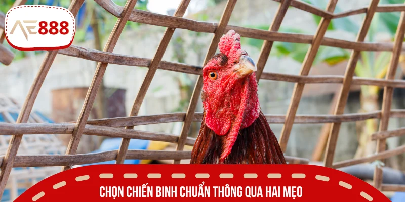 Nhận biết chiến binh máu lửa qua bí kíp chọn kê