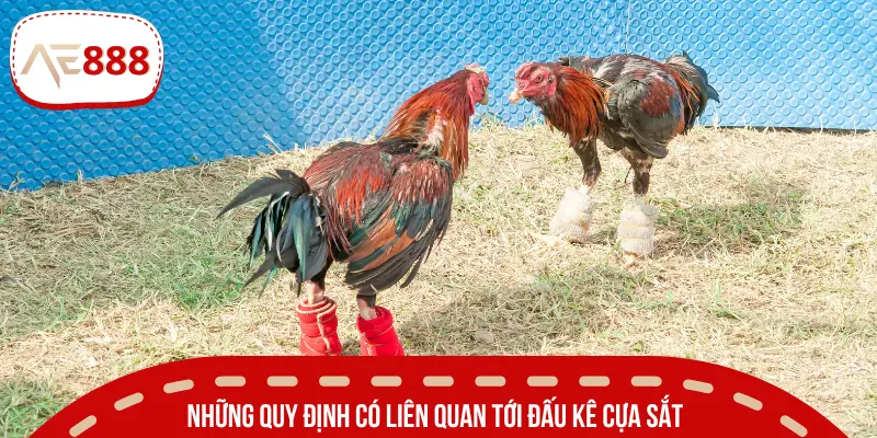 AE888 chia sẻ về các quy định trong một trận đấu cơ bản