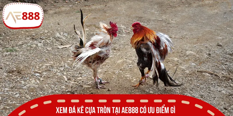 Đấu kê cựa tròn sở hữu những điểm thú vị nào?